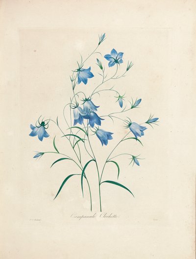 Bluebells, from 